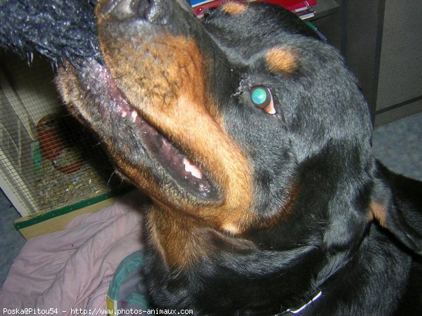 Photo de Rottweiler