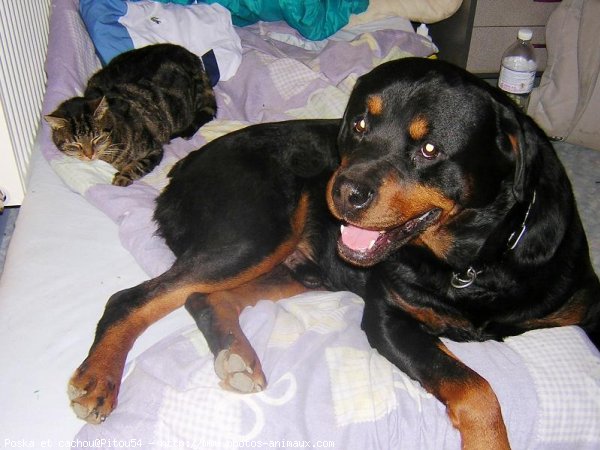 Photo de Rottweiler