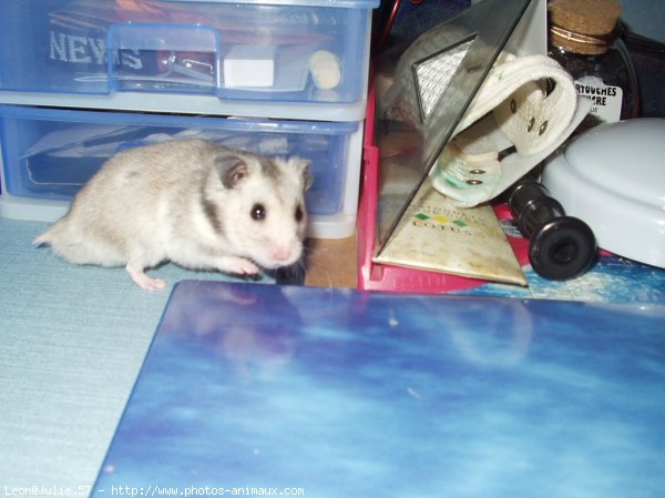 Photo de Hamster