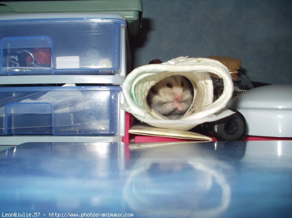 Photo de Hamster