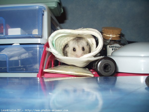 Photo de Hamster