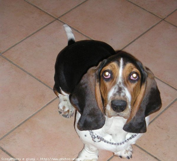 Photo de Basset hound