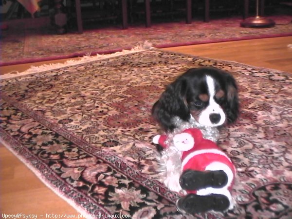 Photo de Cavalier king charles spaniel