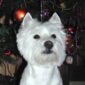 Photo de West highland white terrier