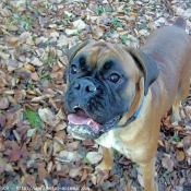 Photo de Boxer