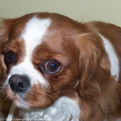 Photo de Cavalier king charles spaniel