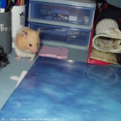 Photo de Hamster