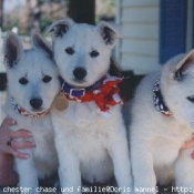 Photo de Berger blanc suisse