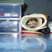 Photo de Hamster