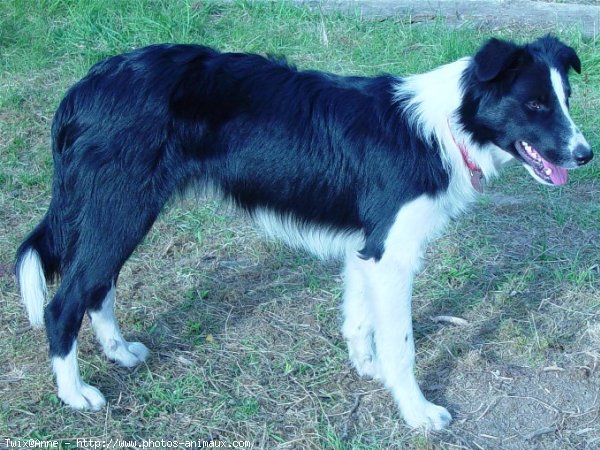 Photo de Border collie