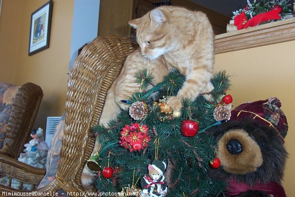 Photo de Chat domestique