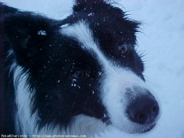 Photo de Border collie