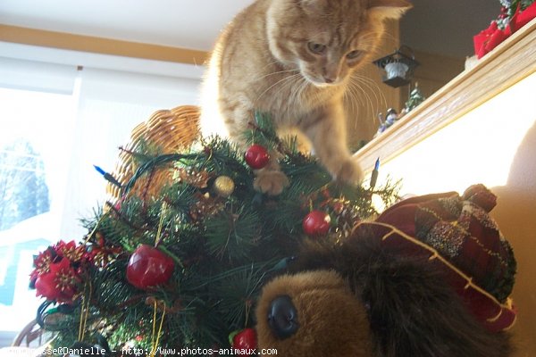 Photo de Chat domestique