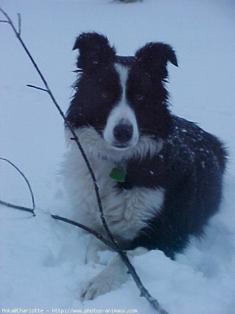 Photo de Border collie