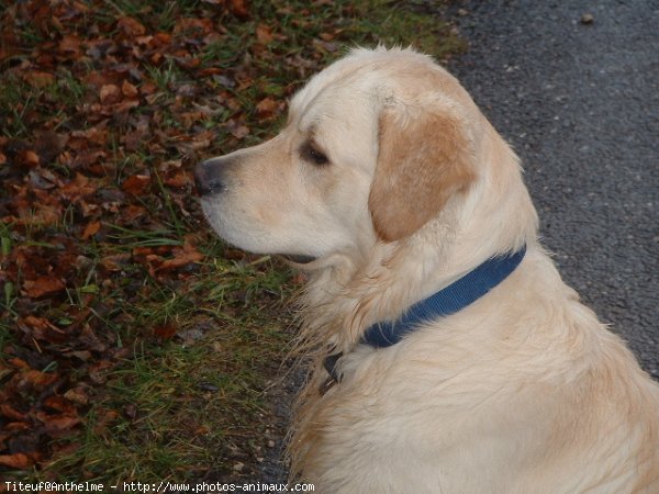 Photo de Golden retriever