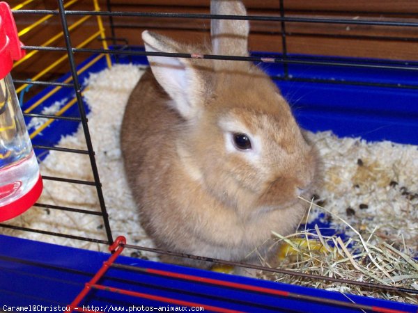 Photo de Lapin