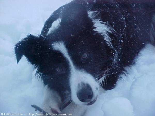 Photo de Border collie