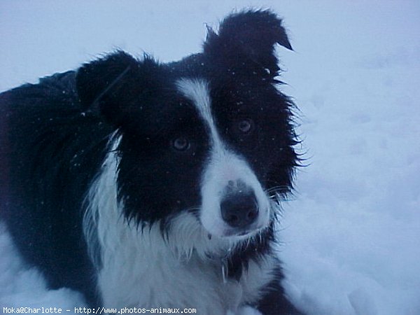 Photo de Border collie