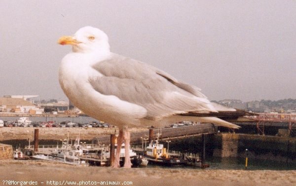 Photo de Mouette