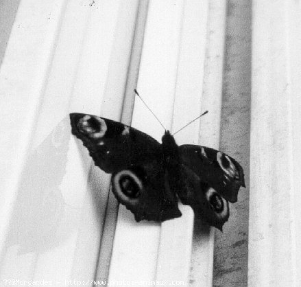 Photo de Papillon