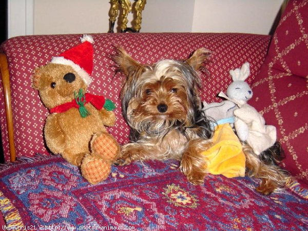 Photo de Yorkshire terrier