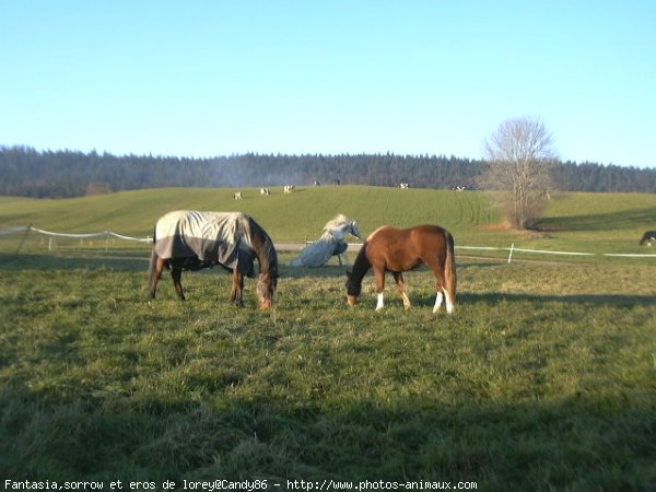 Photo de Races diffrentes