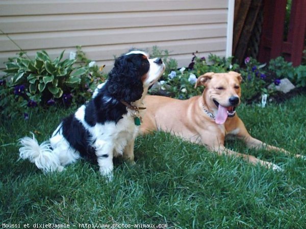 Photo de Cavalier king charles spaniel