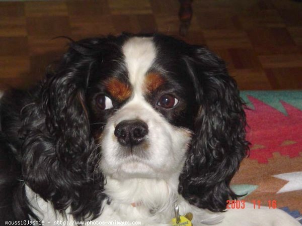 Photo de Cavalier king charles spaniel