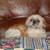 Photo de Shih tzu