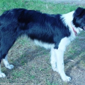 Photo de Border collie