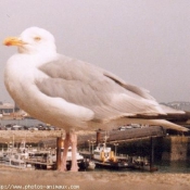 Photo de Mouette