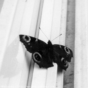 Photo de Papillon