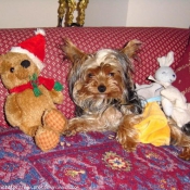 Photo de Yorkshire terrier