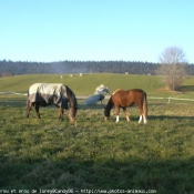 Photo de Races diffrentes