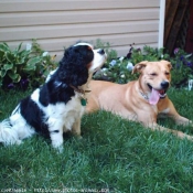 Photo de Cavalier king charles spaniel