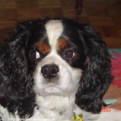 Photo de Cavalier king charles spaniel