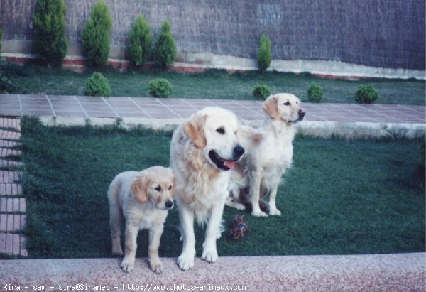 Photo de Golden retriever