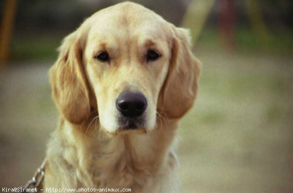 Photo de Golden retriever