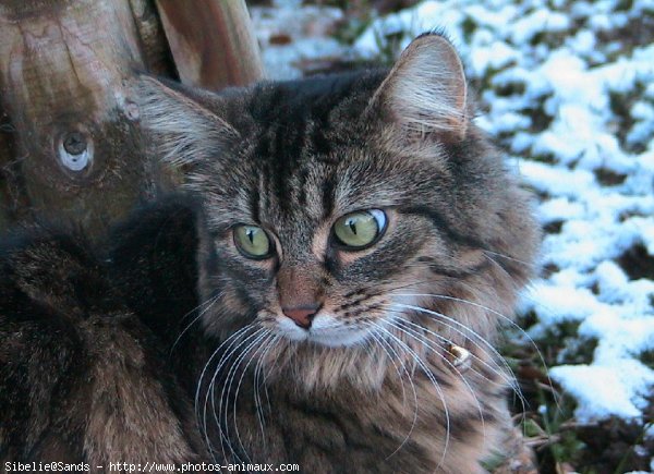 Photo de Chat domestique