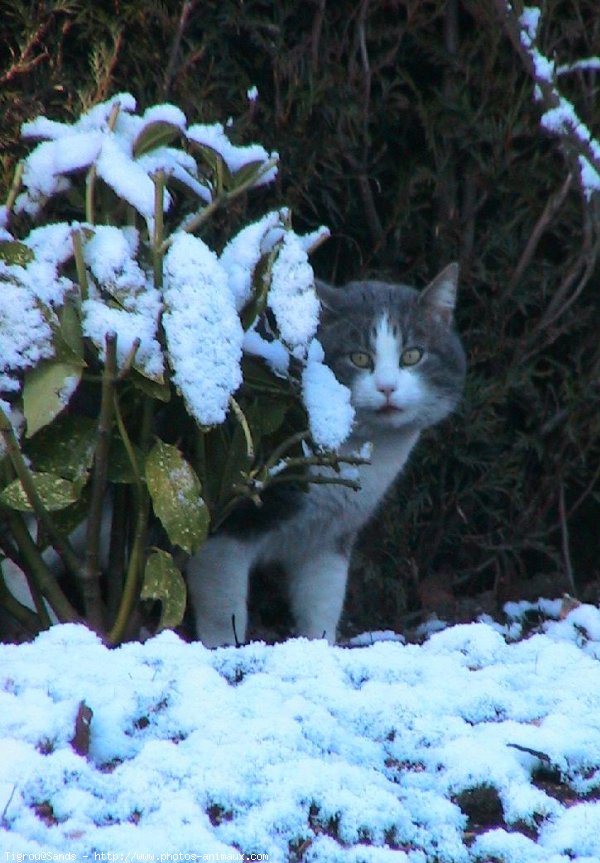 Photo de Chat domestique