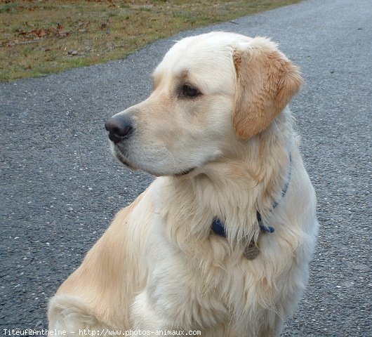 Photo de Golden retriever