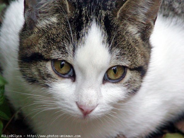 Photo de Chat domestique