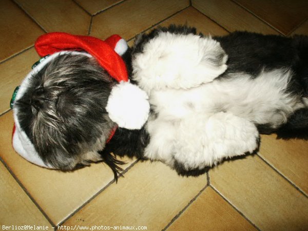 Photo de Lhassa apso