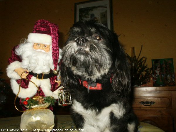 Photo de Lhassa apso