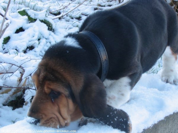 Photo de Basset hound