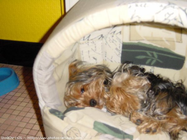 Photo de Yorkshire terrier