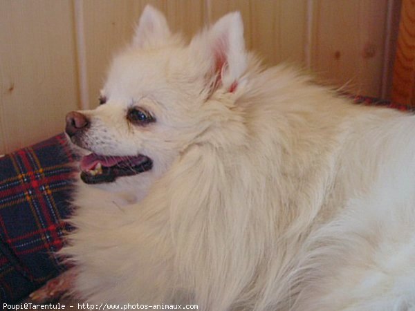 Photo de Spitz moyen