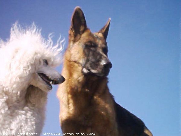 Photo de Races diffrentes