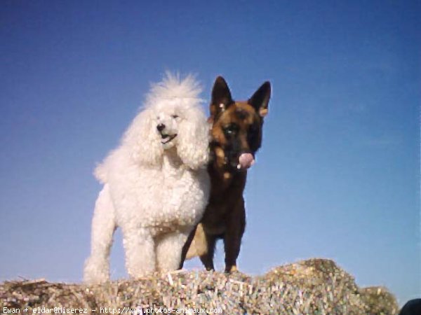 Photo de Races diffrentes