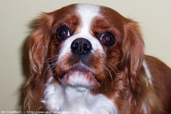 Photo de Cavalier king charles spaniel